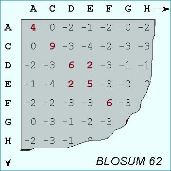 Porównywanie białek - macierze Macierze BLOSUM Na podstawie prawdopodobieństwa zmiany każdego aminokwasu w