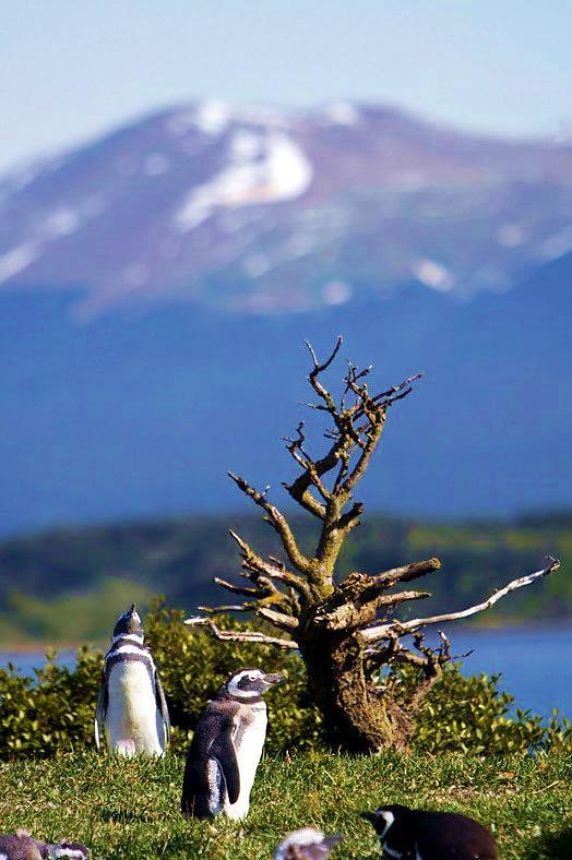 Ptaków (Isla de los Pajaros) oraz słynna latarnia Faro Les Eclaireurs, zwana Latarnią