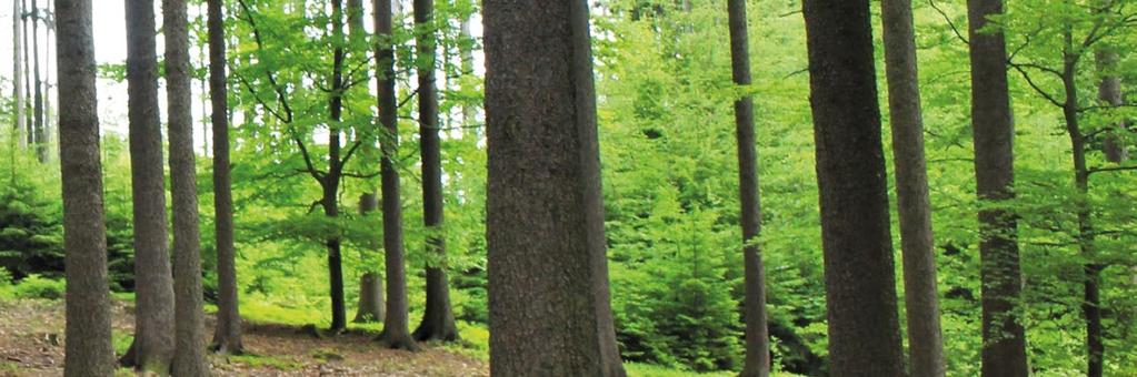 LP. TEMAT: SPOTKANIA Z PRACOWNIKAMI NADLEŚNICTWA KALISKA 1. Bezpieczny spacer na łonie natury, czyli jak unikać niebezpieczeństw, czyhających na nas w lesie. 2. Jak nie zgubić się w lesie?