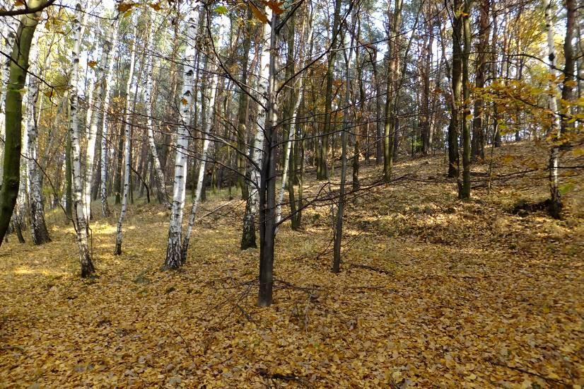 brzozowy w części wschodniej