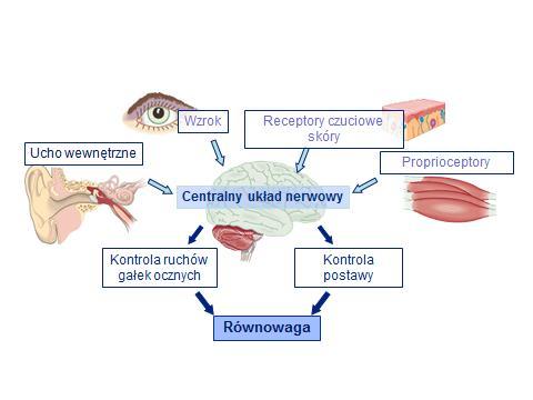 analizując odruch przedsionkowo-rdzeniowy i przedsionkowo-oczny. Nie należy również zapominać o roli proprioceptorów i sprawnego narządu wzroku w patologii układu przedsionkowego.