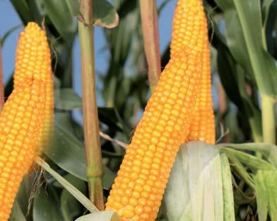 miejsce w grupie odmian wczesnych 2013 i 2015 COBORU) wysoka zdrowotność całej rośliny toleruje wiosenne chłody - doskonały rozwój również w czasie chłodów po wschodach kukurydzy doskonały materiał
