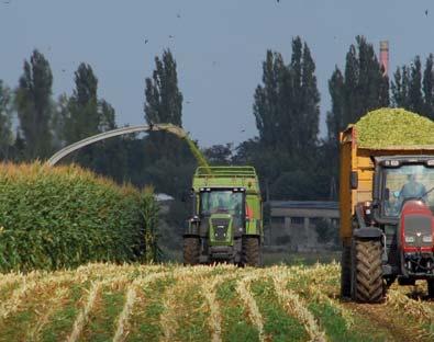 AMOROSO Z 240 / K 250 f Wzorowo oddaje wodę z ziarna przed zbiorem AGRO YOKO - / K 240 daje najbardziej suche ziarno w grupie średniopóźnej w badaniach PDO (w latach 2012 i 2013-89% wilgotności