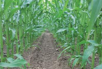 Efektywne wykorzystanie dostępnych składników pokarmowych - jak może przyczynić się do tego uprawa kukurydzy KWS?