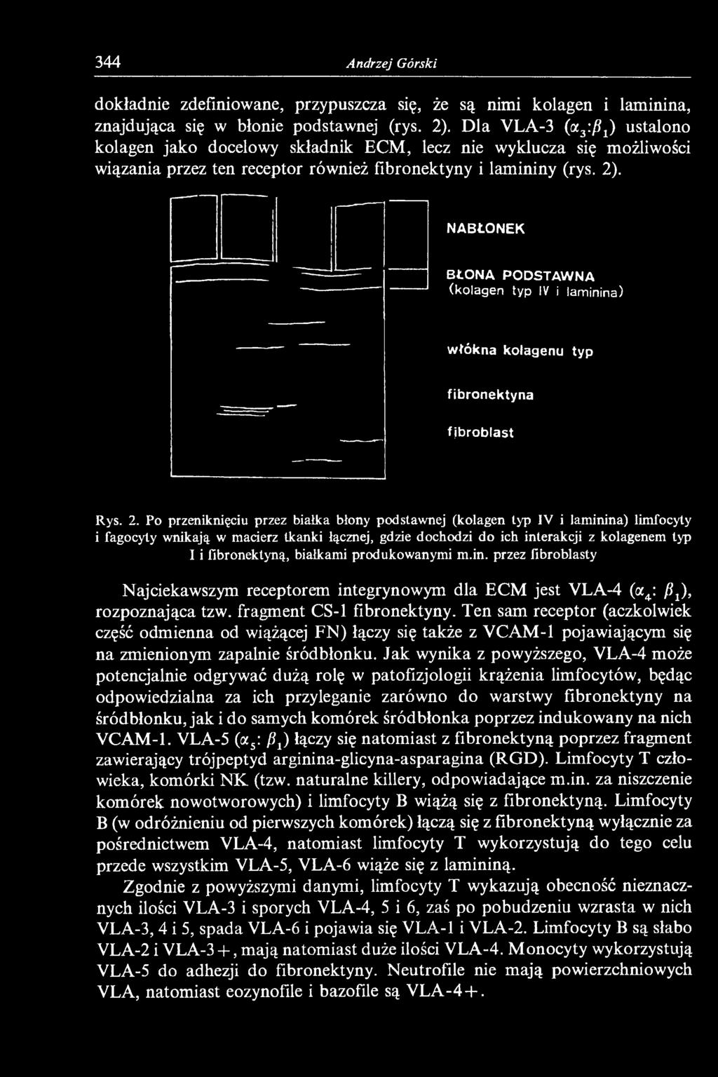 NABŁONEK BŁONA PODSTAWNA (kolagen typ IV i lam inina) włókna kolagenu typ fibronektyna f jbroblast Rys. 2.