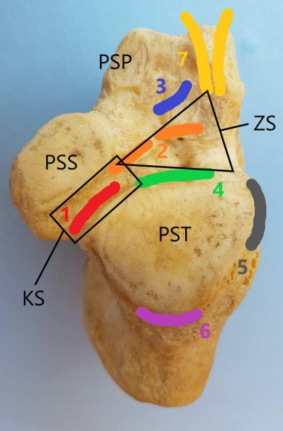 -skokowo-piętowe tylne, -skokowo-piętowe przednie, -skokowo-piętowe przyśrodkowe, -skokowo-piętowe boczne, -międzykostny kompleks więzadłowy (więzadło skokowo-piętowe międzykostne, więzadło szyjne,