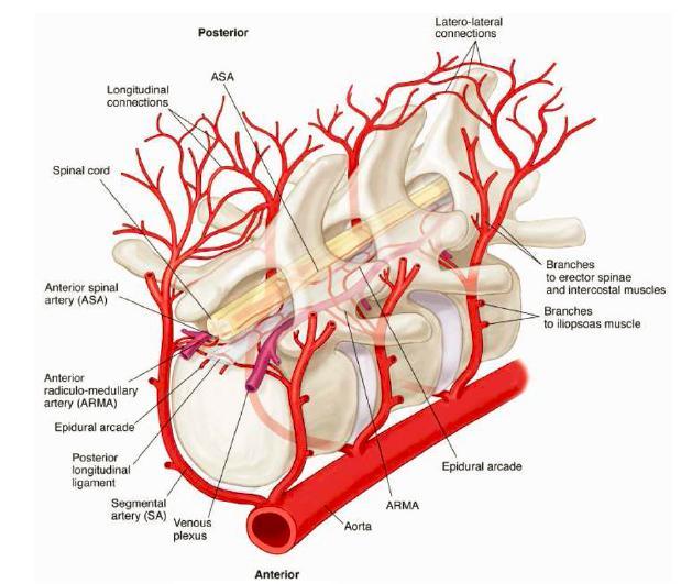Sieć naczyń pobocznych zasilających ASA: Tętnice zewnątrzoponowe Gałęzie od tętnic Podobojczykowych