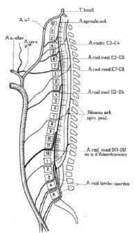 Ukrwienie rdzenia kręgowego - anatomia Zaopatrzenie tętnicy rdzeniowej przedniej i t.