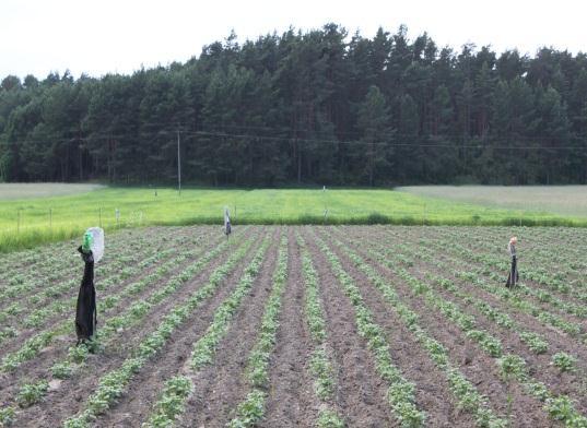 uprawy ziemniaka Liczba gospodarstw uprawiających ziemniaki Powierzchnia uprawy