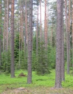 Im więcej metrów sześciennych drewna stoi w lesie w postaci zapasu (środka produkcji)