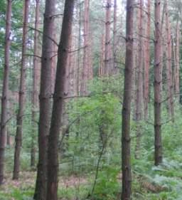 Las świeży Lśw Db zasobność drzewostanu Db I-II klasy bonitacji (w wieku 100 lat do około 600 m 3 /ha) Surowiec grubowymiarowy