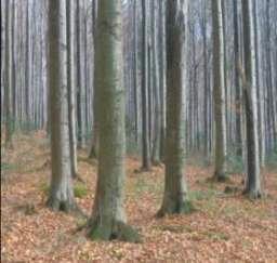 wysokość do 30 m Bk zasobność drzewostanu Bk I klasy bonitacji (w wieku 100 lat do około 600 m 3 /ha) Surowiec grubowymiarowy