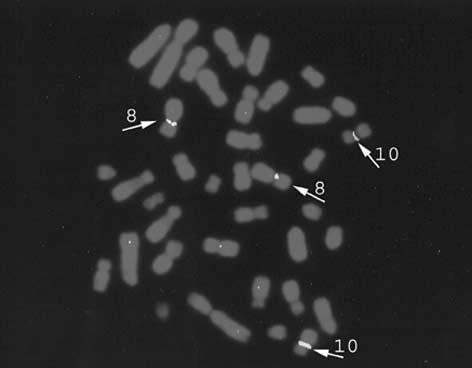16 B. Danielak-Czech i in. Omówienie wyników Hybrydyzacja in situ i barwienie srebrowe potwierdziły lokalizację genów rrna w przycentromerowym rejonie ramion krótszych chromosomów 8. i 10.