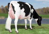 1% 568 kgp 143 WYKRES LINEARNY 99% Ocena Źródło: IB/MACE-USA 8-19 Przewaga mleka 2595 lbs 8 lbs.% Przewaga tłuszczu 56 lbs -.14% 11772 1315 99 zł 98%.92.8 1.2 1.33.