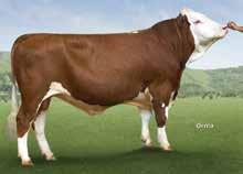 7.212 Breeding Values Milk Fat % Fat Protein % Protein Type Muscularity Feet & Legs Udders 121 118 121 121 13 117 7 Easy 1 Average 3 mln plemników w słomce Wycena 12 dni: 21 dni: 365 dni: Średni