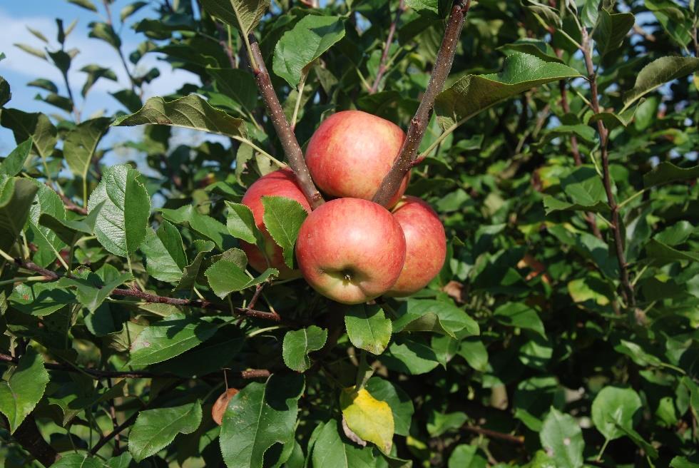 TOPAZ odmiana czeska, drzewo rośnie umiarkowanie silnie, tworzy stożkowatą, gęstą koronę o konarach pokrytych licznymi krótkopędami. Odmiana całkowicie odporna na parcha jabłoni.