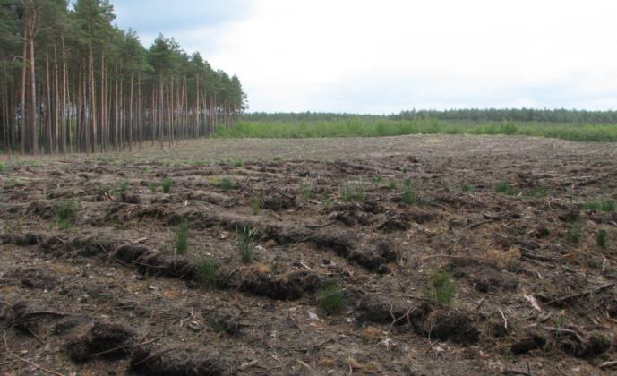 (So, Brz, Ol) - Gatunki wrażliwe na przymrozki, cienioznośne i obficie obradzające można odnawiać samosiewnie pod osłoną górną