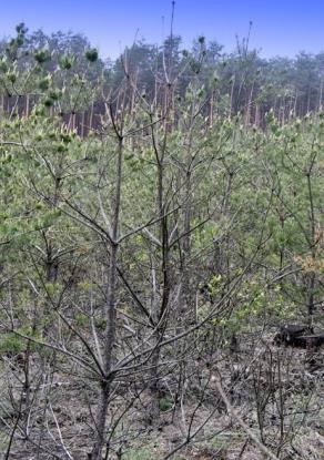 leśnym Zwalczanie chemiczne (Dursban 480 EC, Pyrinex 480 EC 5 l/ha, Basudin 10 GR, Diazinon 10 GR 120 kg/ha) nie jest jedyną opcją redukcji liczebności pędraków.