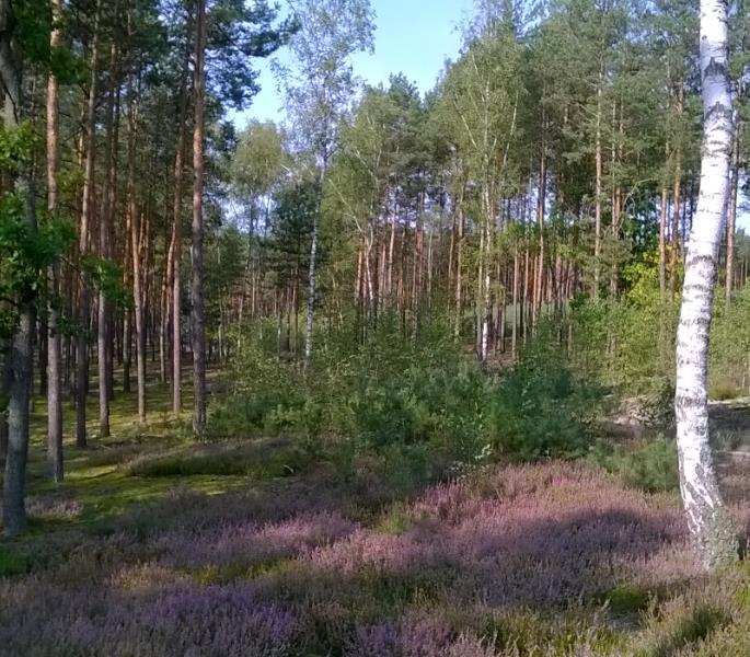 Wielkość zrębu ma znaczenie Próby sadzenia sosny na wąskich działkach (np. szerokości 8 metrów), otoczonych wysokim drzewostanem, to praktycznie strata czasu i pieniędzy.