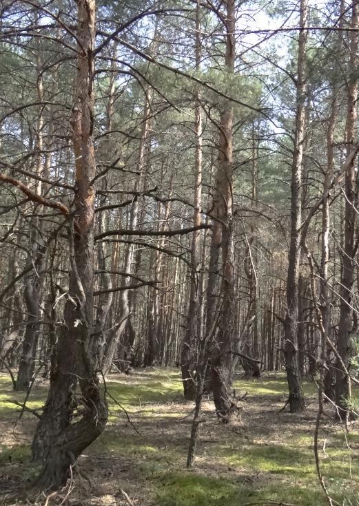 Wybrane problemy praktyczne: II. Pielęgnowanie drzewostanów 1.