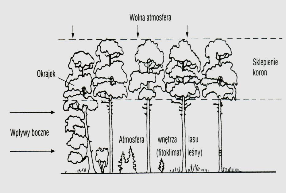 Drzewostan - Zespół większej liczby drzew rosnących na jednej powierzchni w odpowiednim zwarciu koron, wzajemnie na siebie oddziałujących - Charakterystyczne cechy: zwarcie, wiek, miąższość, skład