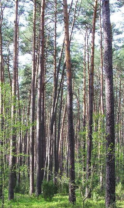 Kto ma jasno w głowie, ten ma ciemno w lesie To stare porzekadło leśników: należy dbać o to, aby przestrzeń lasu była