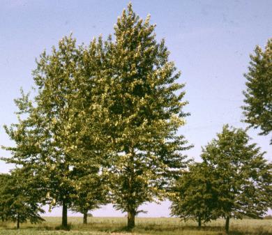 Cechy gatunków drzew - Szybki przyrost (So) lub duża wartość drewna (Db) - Cienioznośność