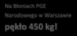 Baaaardzo dużego ciężaru! Na Błoniach PGE Narodowego w Warszawie pękło 450 kg!