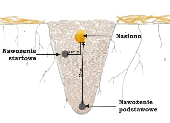 (NP) na głębokość 5 cm poniżej nasion Wgłębne aplikacja całej dawki