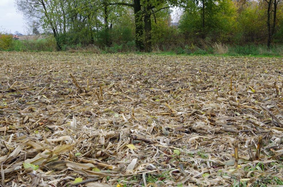 Metody ograniczania erozyjnych strat biogenów na terenach urzeźbionych Pasy ochronne (trwałych użytków zielonych, miedze) Mulczowanie gleby Głęboszowanie (likwidacja podeszwy płużnej i poprawa