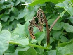 https://www. Objawy suchej plamistości liści ziemniaka, przypominające tarczę strzelniczą Objawy brunatnej plamistości mogą pojawić się zarówno na liściach, jak i łodygach.