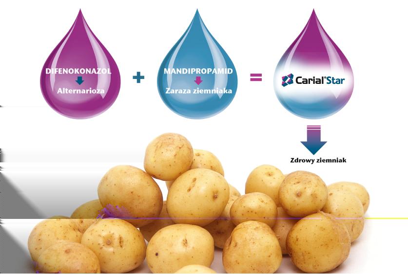 https://www. Zwalczanie alternariozy ziemniaka oraz zarazy jednym fungicydem!