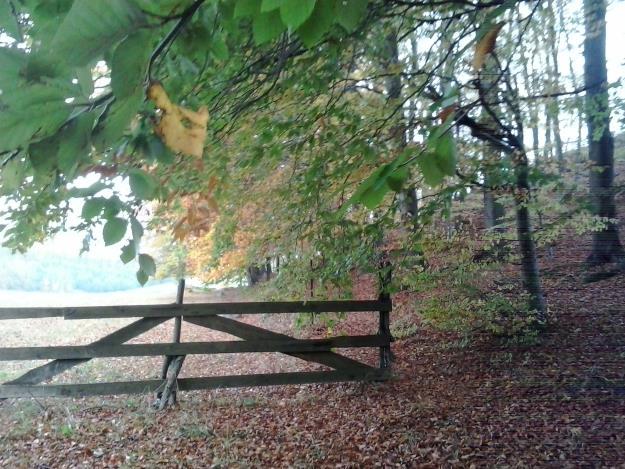 Widok na otoczenie terenu położonego nad południowo-wschodnią granicą jeziora Lubicko Wielkie Kolejnym obszarem objętym zmianą w obrębie Łubowo są położone w jego południowej części tereny otaczające