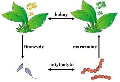 4 szych, jak np. etylen, do bardzo złożonych, takich jak: triterpeny, flawonoidy i alkaloidy. Mogą to być także enzymy uczestniczące w szlakach metabolizmu wtórnego u drobnoustrojów (Bogatek i wsp.