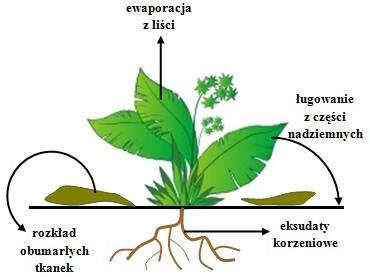 , że 5-hydroksy-L-tryptofan, aminokwas niebiałkowy występujący w nasionach afrykańskiej rośliny bobowatej Griffonia simplicifolia hamuje kiełkowanie nasion innych gatunków roślin rosnących w pobliżu