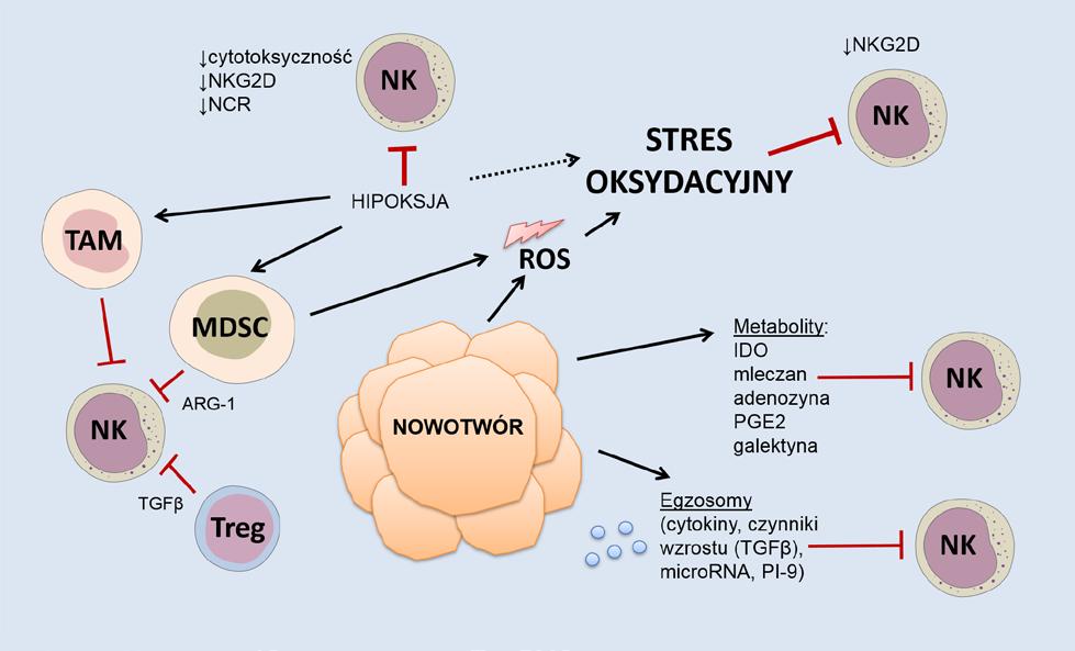 Kłopotowska M., Winiarska M.: Znaczenie stresu oksydacyjnego w immunoterapii nowotworów... Rycina 1. Uproszczony schemat przedstawiający hamujący wpływ mikrośrodowiska nowotworu na komórki NK.