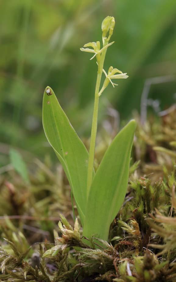 Monitoring lipiennika Loesela i skalnicy torfowiskowej Przeprowadzony monitoring dwóch gatunków roślin: lipiennika Loesela Liparis loeselii i skalnicy torfowiskowej Saxifraga hirculus na stanowiskach