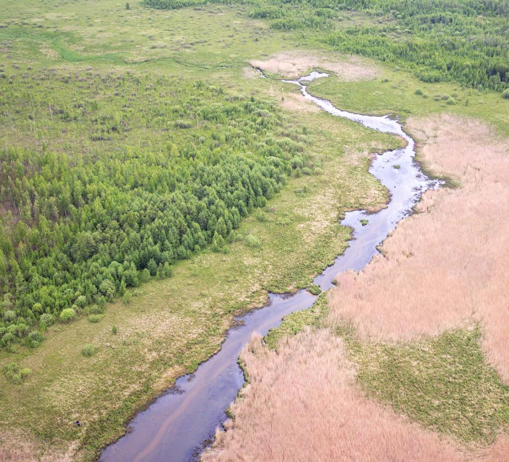 Co dalej w trosce o bagna? ML Zachowanie w jak najlepszym stanie terenów mokradłowych, dolin rzecznych powinno być priorytetem w walce ze zmianami klimatu.
