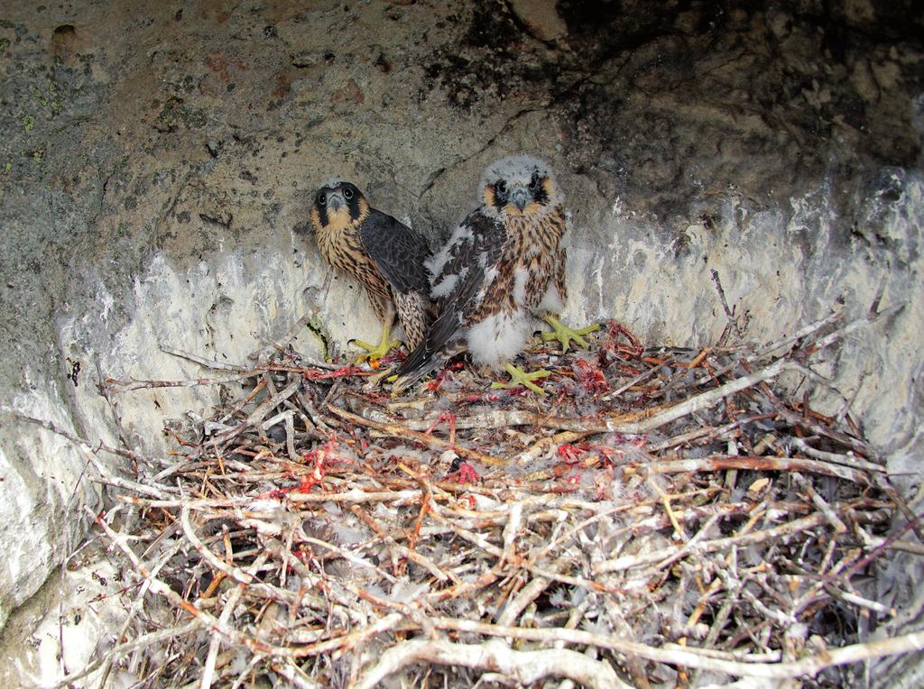 Wybrane aspekty ekologii lęgowej czterech gatunków ptaków kluczowych dla PN Gór Stołowych 181 Fot. 1. Pisklęta sokołów wędrownych Falco peregrinus w starym gnieździe kruka Corvus corax, 27.05.