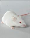 Laboratory Mouse, 2004; www.jax.