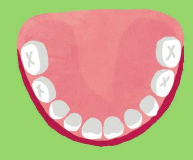 Moje zęby Czy dzieci i dorośli mają tyle samo zębów? Ludzie rodzą się bez zębów. Pierwszy ząb wyrzyna się około szóstego miesiąca życia. To jeden z zębów mlecznych.