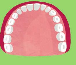 Wpisz nazwy zębów i zaznacz je w szczęce kolorami. Zobacz, skąd bierze się różnica w liczbie zębów u dzieci i dorosłych.