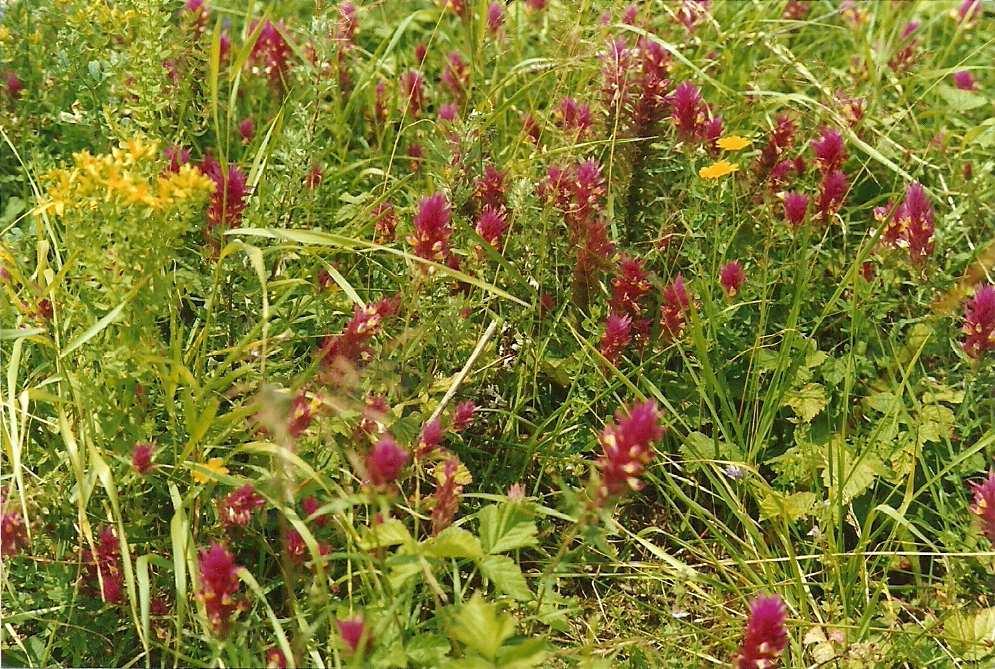 128 I. Kutyna et al. Typical eutrophic brown soil (BEt) occur also in the upper part of the slope, of genetic system levels Ap-A/Bw-Bw-Ck1-Ck2 (outcrop 2).