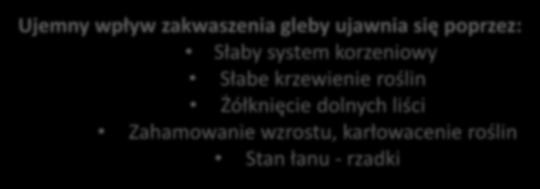 system korzeniowy Słabe krzewienie roślin Żółknięcie