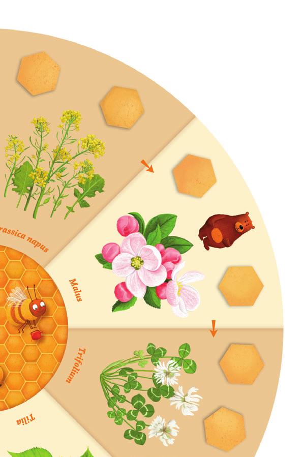 uwolniona. Następnie gracz wykonuje swój ruch (odkrywa kafelki i stawia pszczoły). Wszystkie zdobywane przez graczy kafelki należy umieszczać w plastrze do gromadzenia miodu.