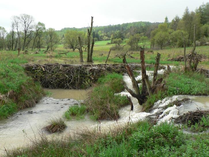 zagrożenia