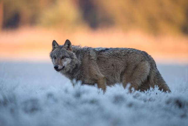 - Minister Środowiska obejmuje wilka ochroną (z