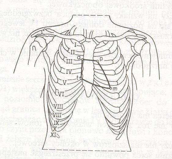 Klasyczne miejsca osłuchiwania zastawek serca: m - zastawki mitralnej, a