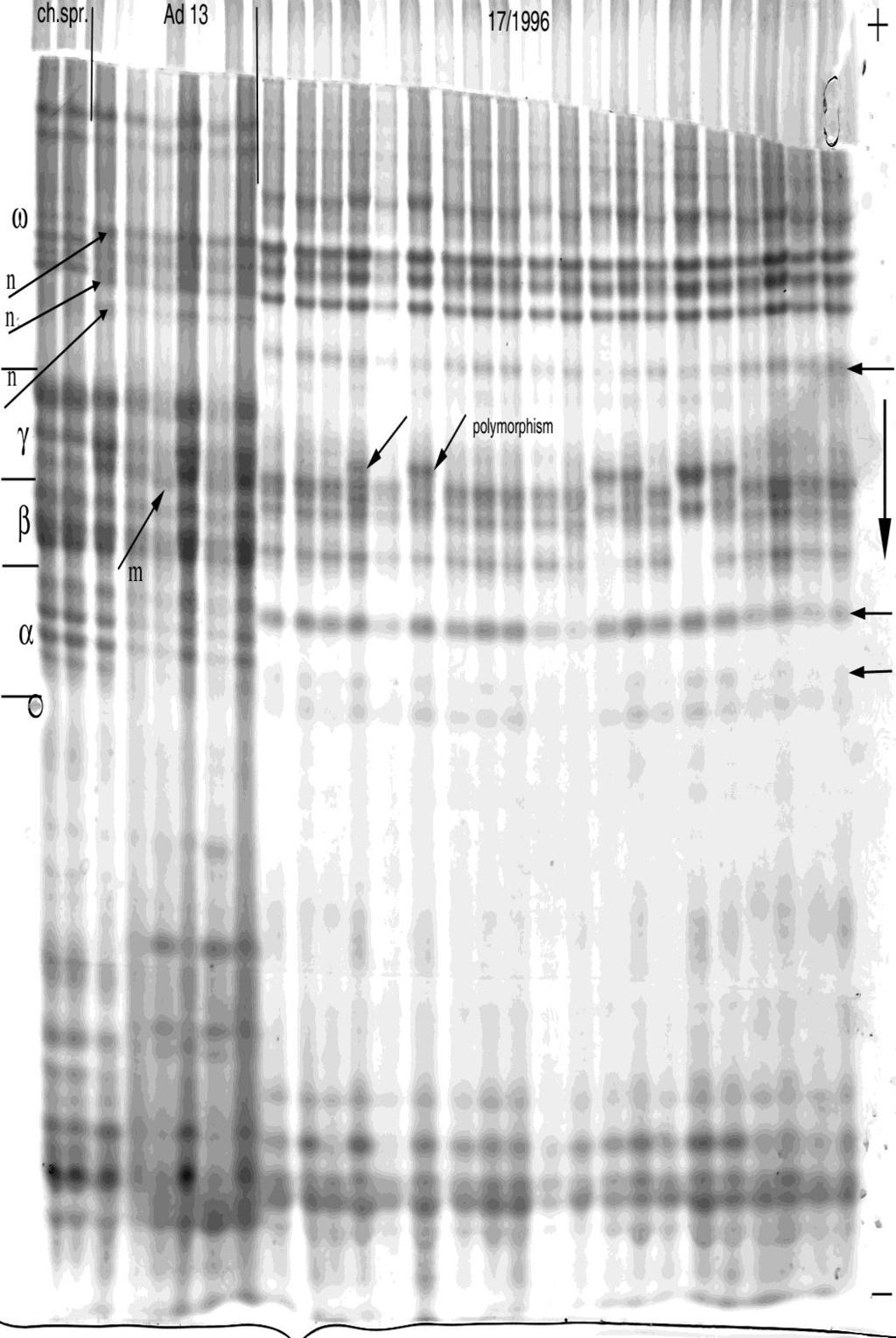 Objaśnienia: ch.spr- pszenica Chinese Spring, Ad 13- pszenżyto Ad 17, 17/1996- linia wsobna 17/1996. α, β, γ, ω- strefy spektrum obrazu białka.