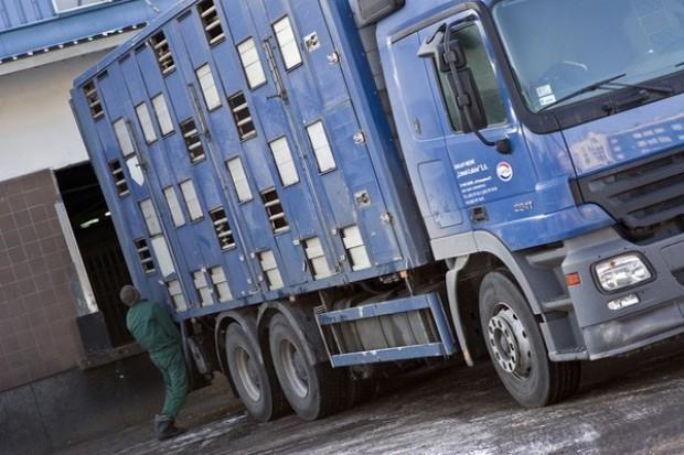 Obszar zapowietrzony i zagrożony - restrykcje W obszarze zapowietrzonym i zagrożonym zakazuje się: wywożenia świń oraz materiału biologicznego z